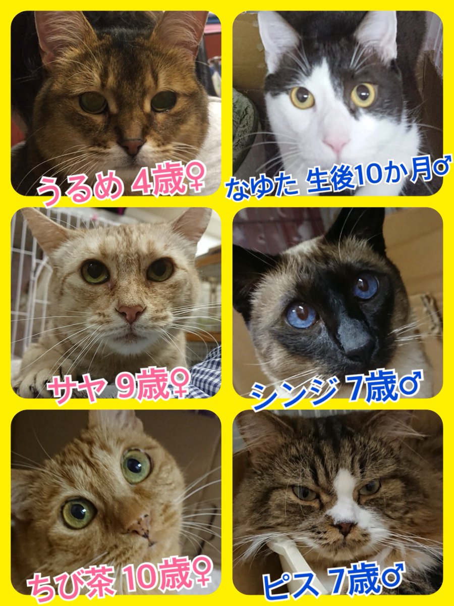 🐾今日の里親様募集中ニャンコ🐱メンバーです🐾2019,3,2